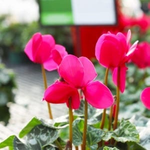 red cyclamen