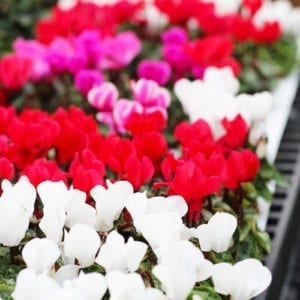 colorful cyclamen plants