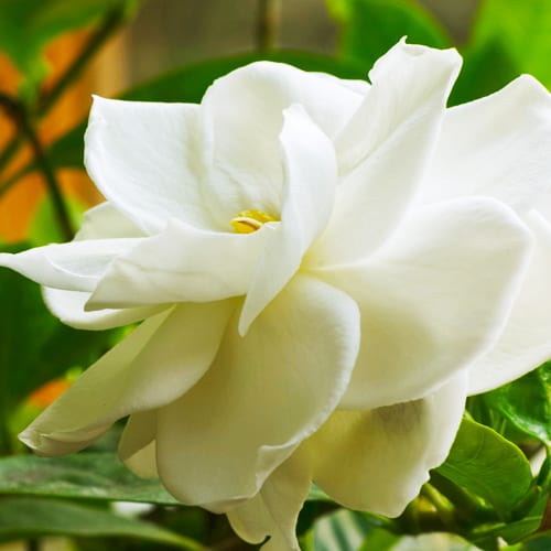 Gardenia