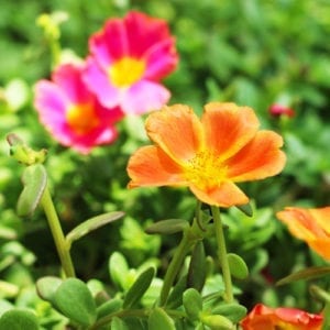 purslane plant