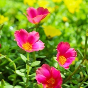 purslane blooms