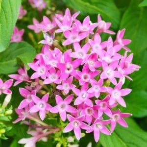 pentas