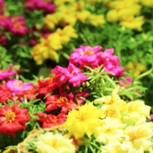 moss rose