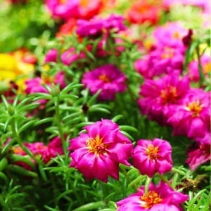 groundcover