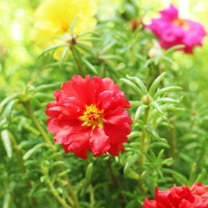 moss rose plant