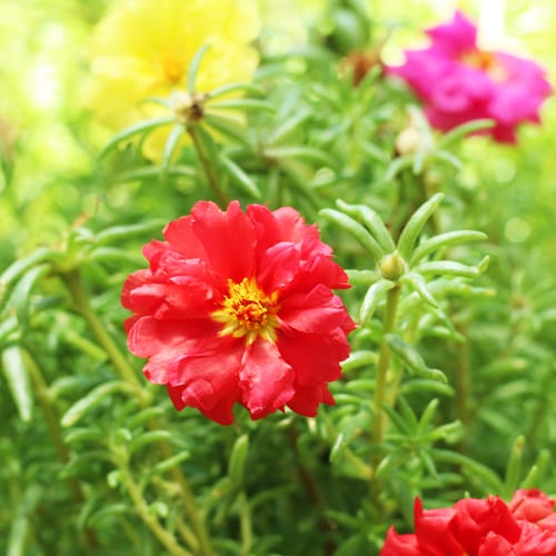 moss rose plant