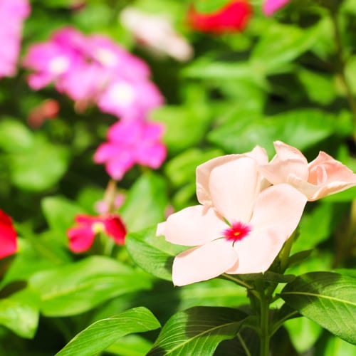 vinca plant