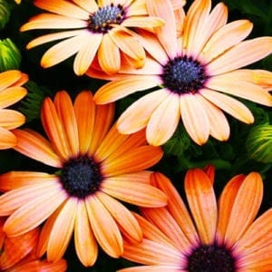 african daisy