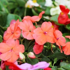 impatiens