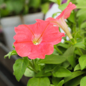 petunias
