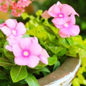 periwinkle