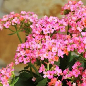 kalanchoe