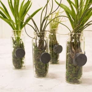 succulent and air plant magnets