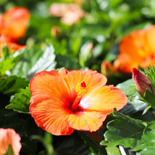 orange hibiscus