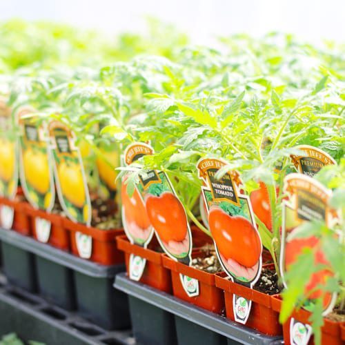 tomato plants