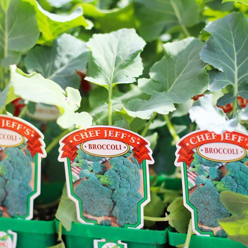 broccoli