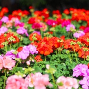 colorful geraniums