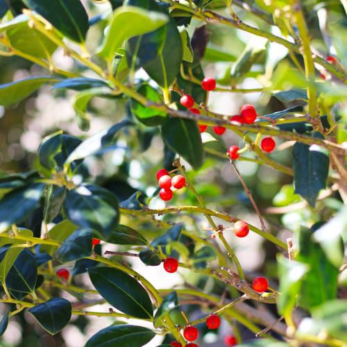 holly