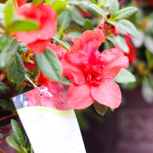 azaela plant