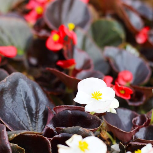 white bronze leaf begonia