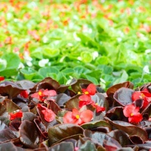 bronze and green leaf begonia