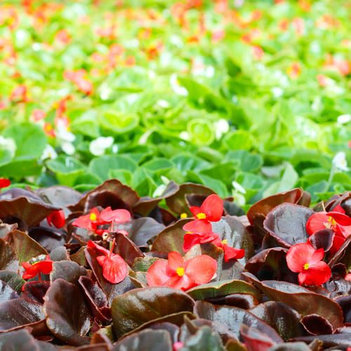 bronze and green leaf begonia