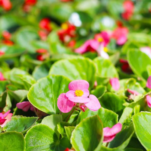 pink green leaf begonia