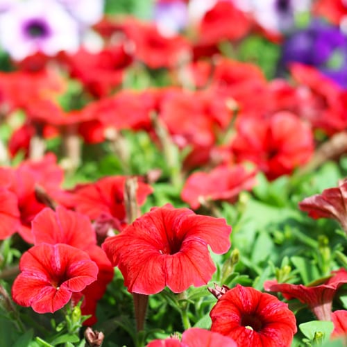 red petunia