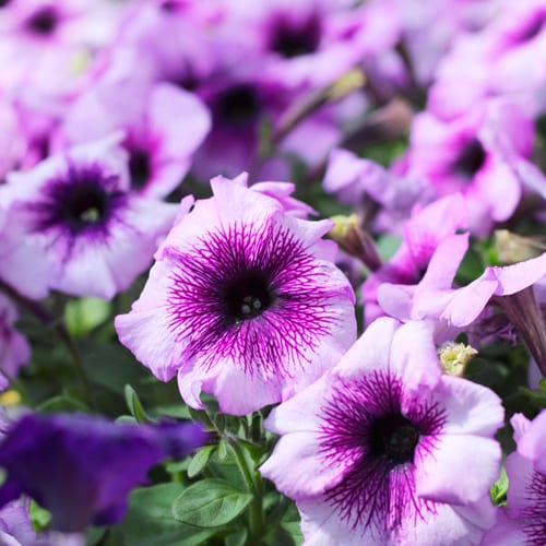 purple petunia