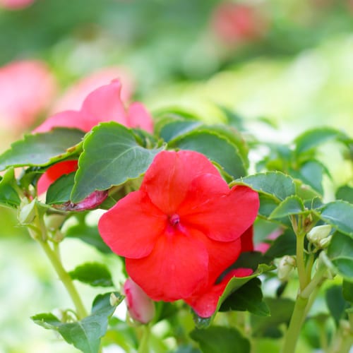 red impatiens