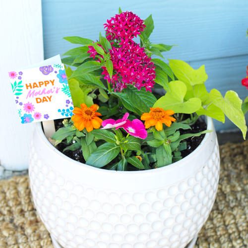 container garden for sun