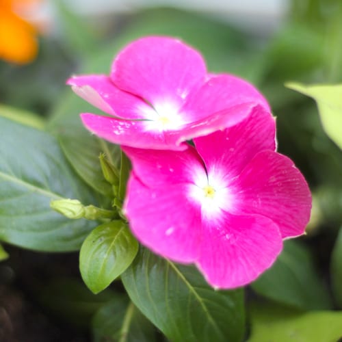 cora vinca