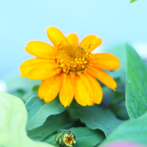zinnia