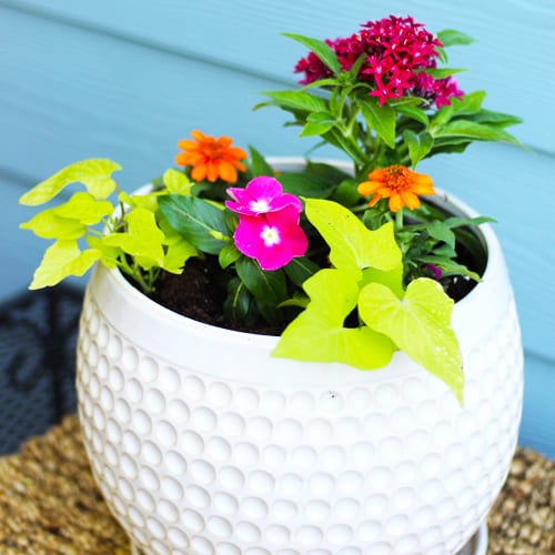 Container Gardening for sun