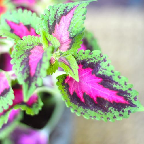 coleus