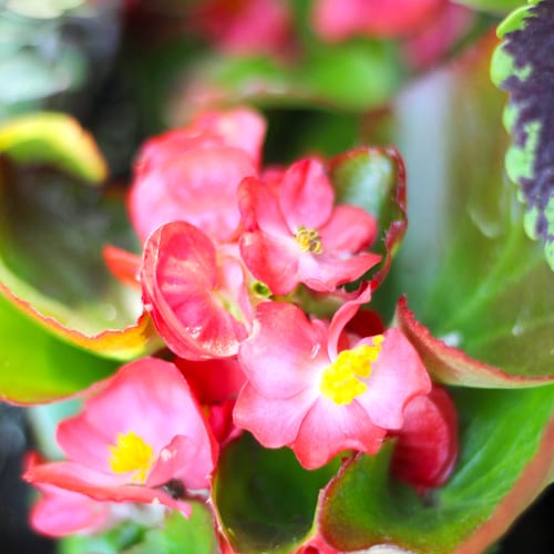 begonia