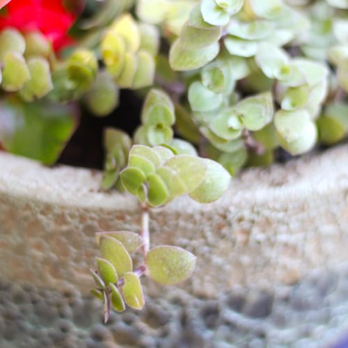 bolivian inch plant