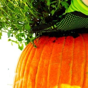 planting mums in pumpkins