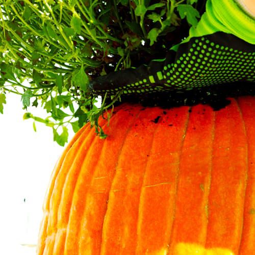 planting mums in pumpkins