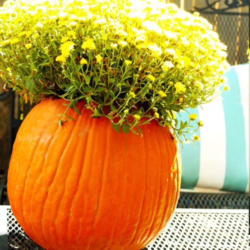 Mums in pumpkins