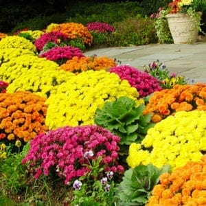 landscape mums