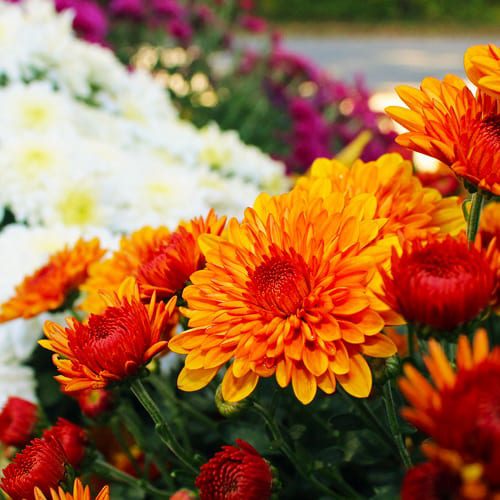 garden mums