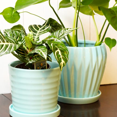 pottery for indoor plants