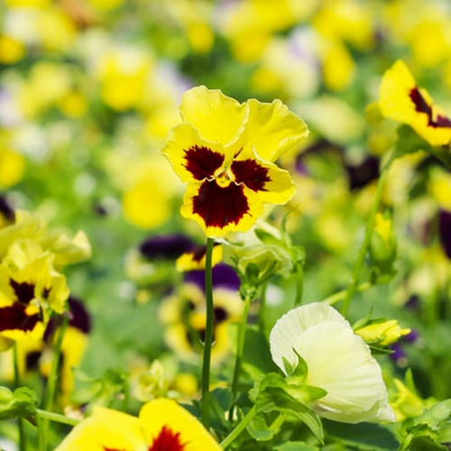 yellow pansy