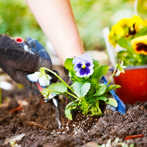 planting pansies