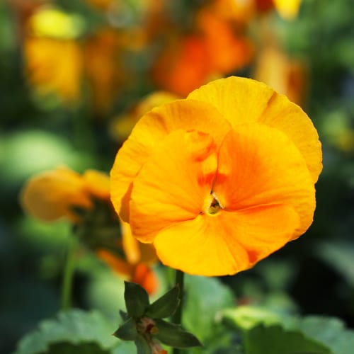 orange pansy