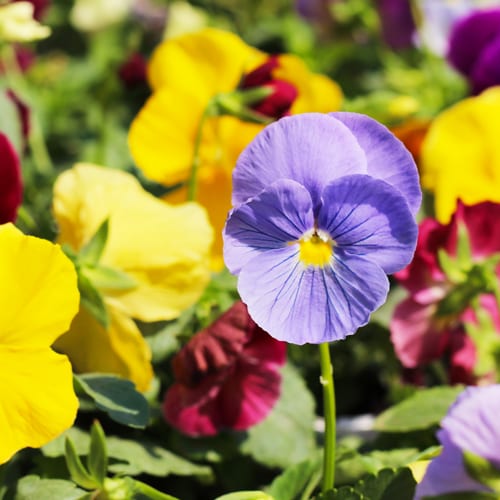 clear blue pansy