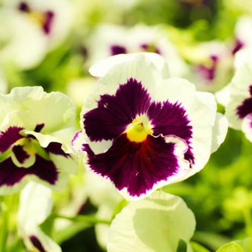 purple and white blotch pansy