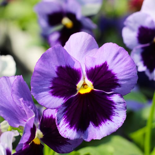 purple blotch pansy