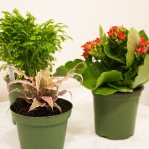 indoor plants